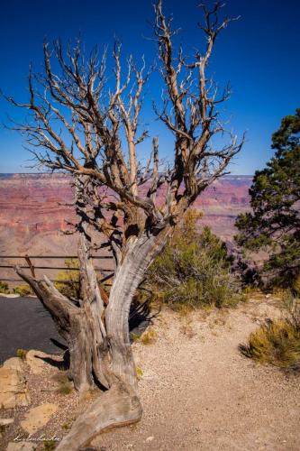 Gallerie-Grand-Canyon48-scaled