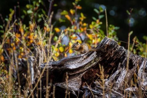 Gallerie Grand Teton51