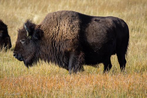 Gallerie Yellowstone16