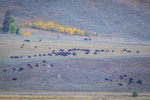 Gallerie Yellowstone34