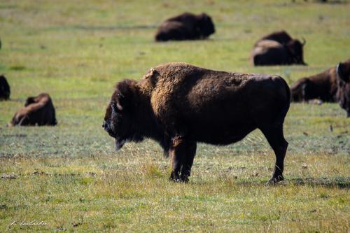 Gallerie Yellowstone38