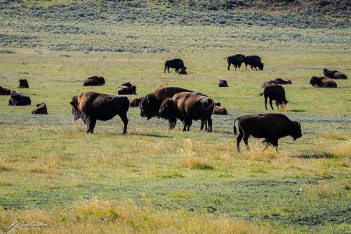 Gallerie Yellowstone39