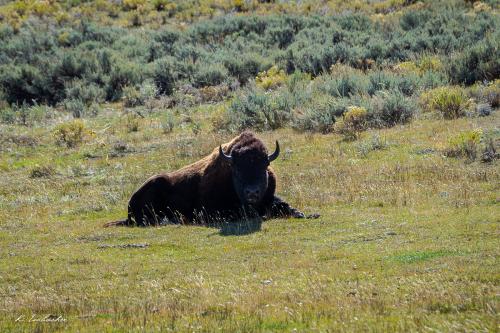 Gallerie Yellowstone40