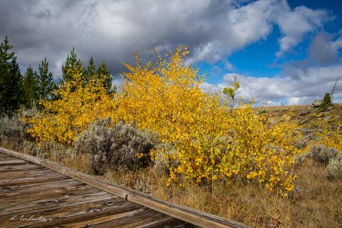 Gallerie Yellowstone47