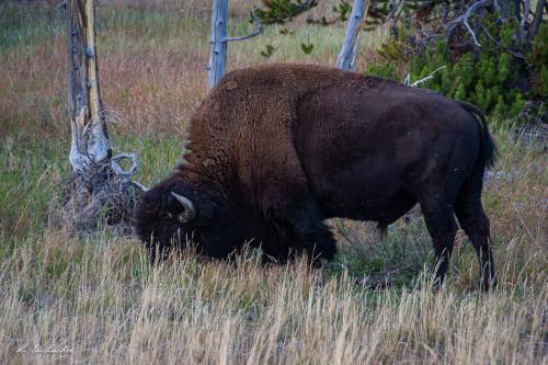 Gallerie Yellowstone61